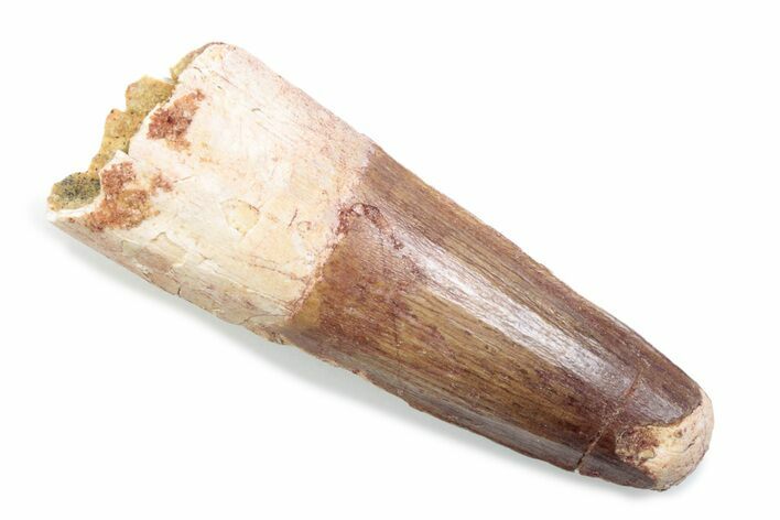 Fossil Spinosaurus Tooth - Feeding Worn Tooth #370574